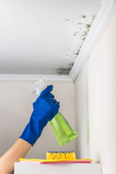 Best Black Mold Removal  in Great River, NY
